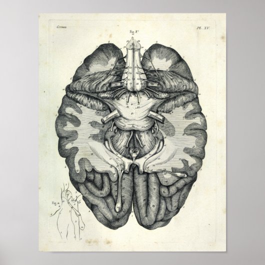 1805 Anatomical Brain Cranial Nerves Print (Voorkant)
