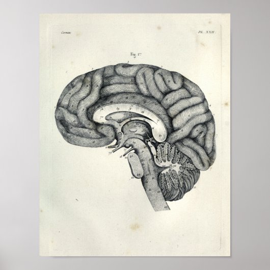 1805 Anatomical Brain Median Surface Print (Voorkant)