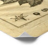 1817 Impression de la plante de culture de café (Coin)