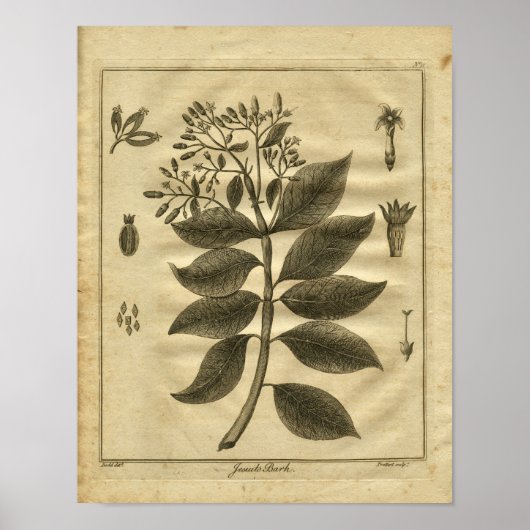 1817 Jesuits Bark Tree Culpeper Herbal Print (Voorkant)