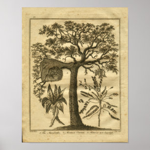 1817 Mandrake Culpeper Herbal Print