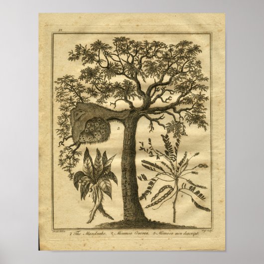 1817 Mandrake Culpeper Herbal Print (Voorkant)