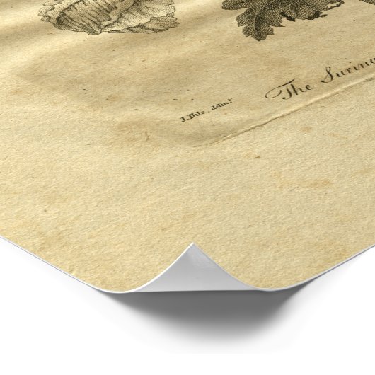 1817 Marsh Mallows Culpeper Herbal Print (Hoek)