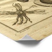 1817 Nutmeg Tree Culpeper Herbal Print (Hoek)