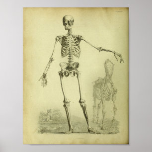 1824 Skelet Anatomie van mensen en paarden Poster