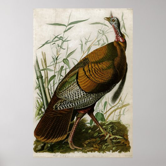 1825  Wild Turkey door John Audubon Poster (Voorkant)