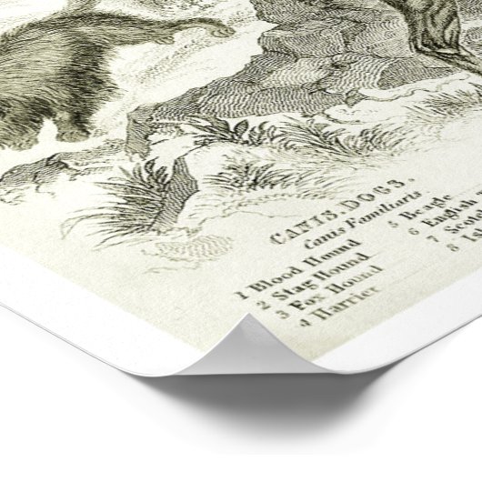 1830 Hondenrassen - Archiefafdrukken Poster (Hoek)