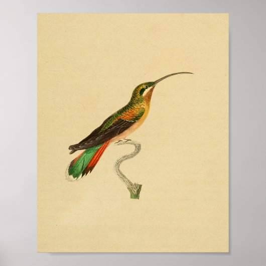  1830 Hummingbird Print (Voorkant)