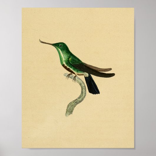  1830 Hummingbird Print Green (Voorkant)