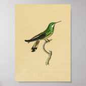 1830 Hummingbird Print Green (Voorkant)