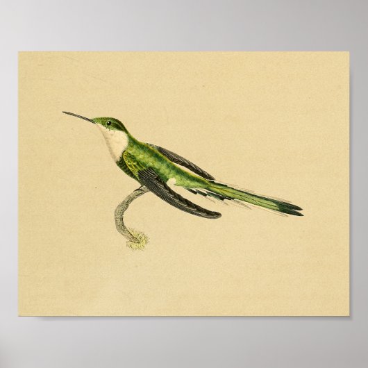 1830 Hummingbird Print Green Black (Voorkant)