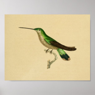  1830 Hummingbird Print Green Blue