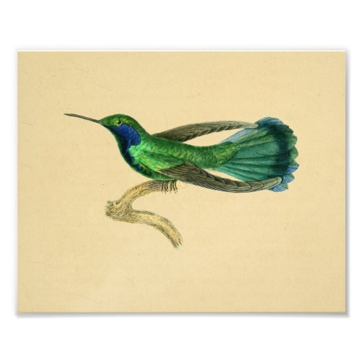 1830 Hummingbird Print Green Blue Foto Afdruk (Voorkant)