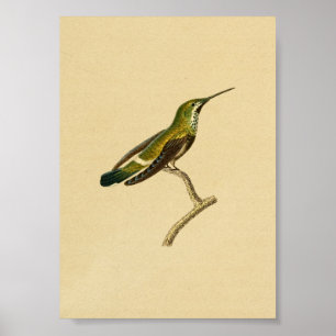  1830 Hummingbird Print Green Oranje