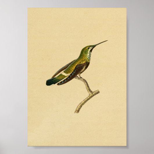  1830 Hummingbird Print Green Oranje (Voorkant)