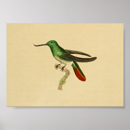  1830 Hummingbird Print Green Red (Voorkant)