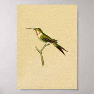  1830 Hummingbird Print Green Red
