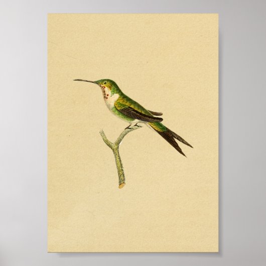  1830 Hummingbird Print Green Red (Voorkant)