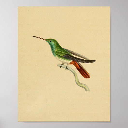 1830 Hummingbird Print Green Red (Voorkant)