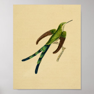  1830 Hummingbird Print Green Red