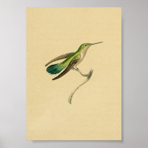  1830 Hummingbird Print Green Yellow