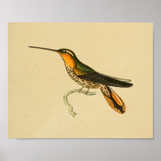  1830 Hummingbird Print Oranje (Voorkant)
