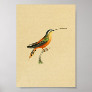  1830 Hummingbird Print Oranje Yellow