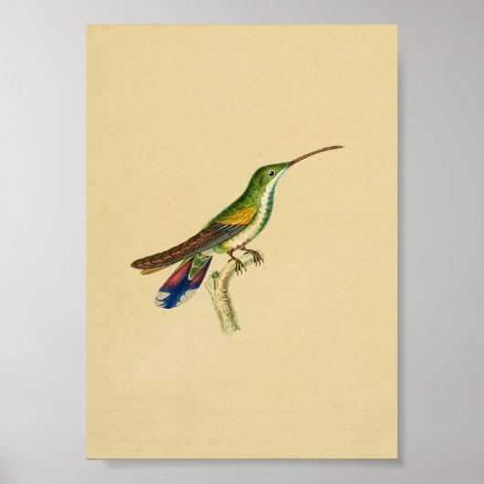  1830 Hummingbird Print Red Blue (Voorkant)