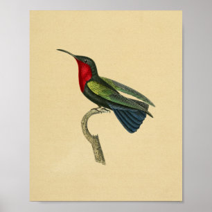  1830 Hummingbird Print Red Blue