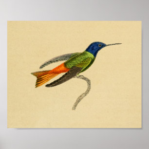  1830 Hummingbird Print Red Blue