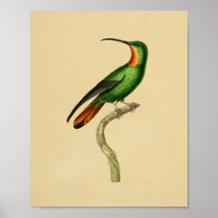  1830 Hummingbird Print Red Green