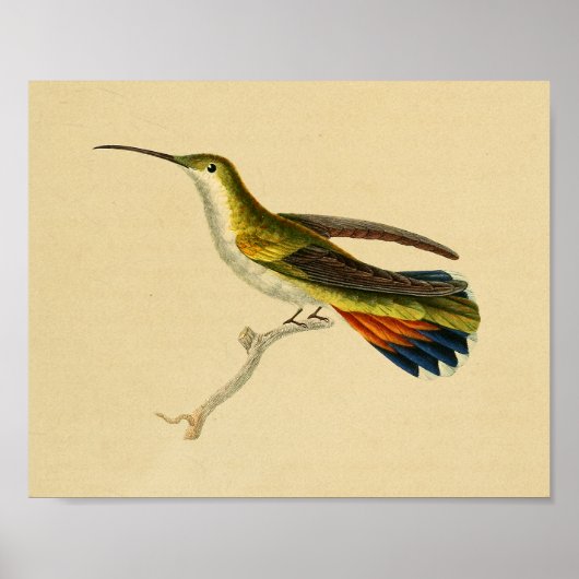 1830 Hummingbird Print Red Green (Voorkant)