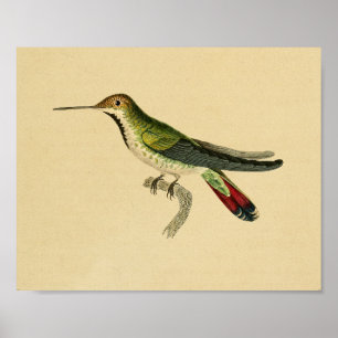 1830 Hummingbird Print Red Green