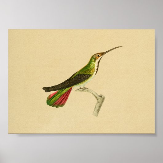  1830 Hummingbird Print Red Green (Voorkant)
