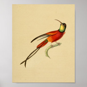  1830 Hummingbird Print Red Green