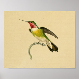  1830 Hummingbird Print Red Green