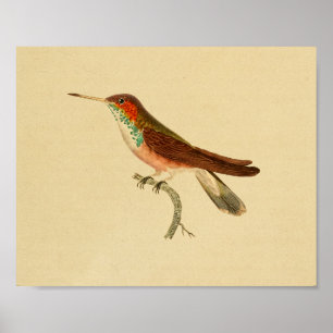  1830 Hummingbird Print Red Green