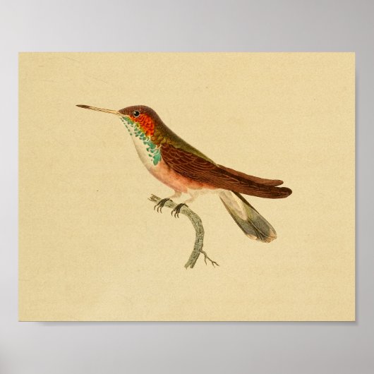  1830 Hummingbird Print Red Green (Voorkant)