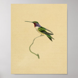 1830 Hummingbird Print Red Paars