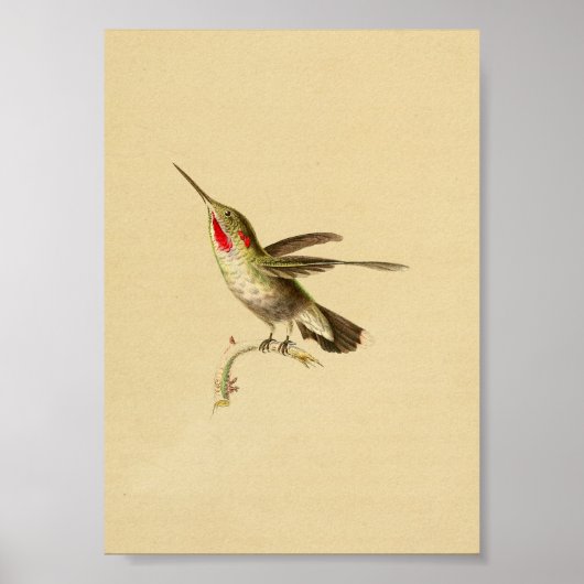  1830 Hummingbird Print Red Throated (Voorkant)