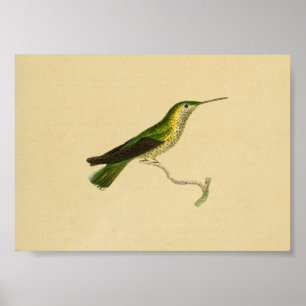  1830 Hummingbird Print Yellow Green
