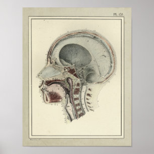1831 Anatomie schedelrug Poster