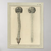 1831 Anatomie van het braindrain van het Spinnets Poster (Voorkant)