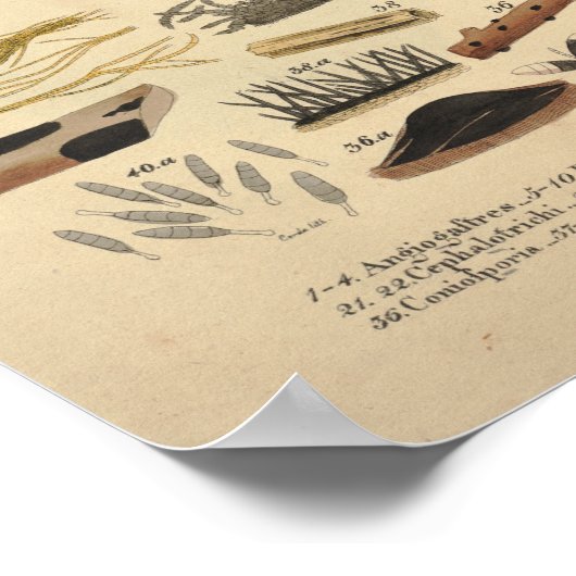 1831 champignonvariëteit Groene Gele Druk Poster (Hoek)