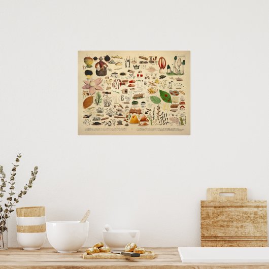 1831 champignonvariëteit Groene Gele Druk Poster (Keuken)