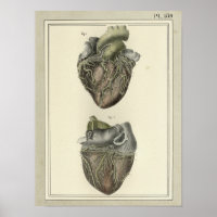1831 Heart Anatomy Print