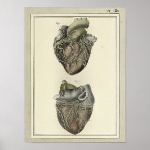  1831 Heart Anatomy Print
