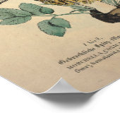 1831 paddenstoel Variëteit Groen bruin afdrukken Poster (Hoek)