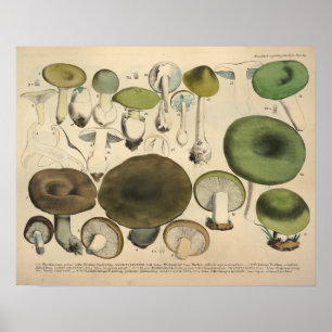 1831 paddenstoel Variëteit Groen bruin afdrukken Poster