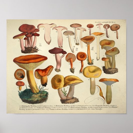 1831 paddenstoel Variety Gellow Brown Print (Voorkant)
